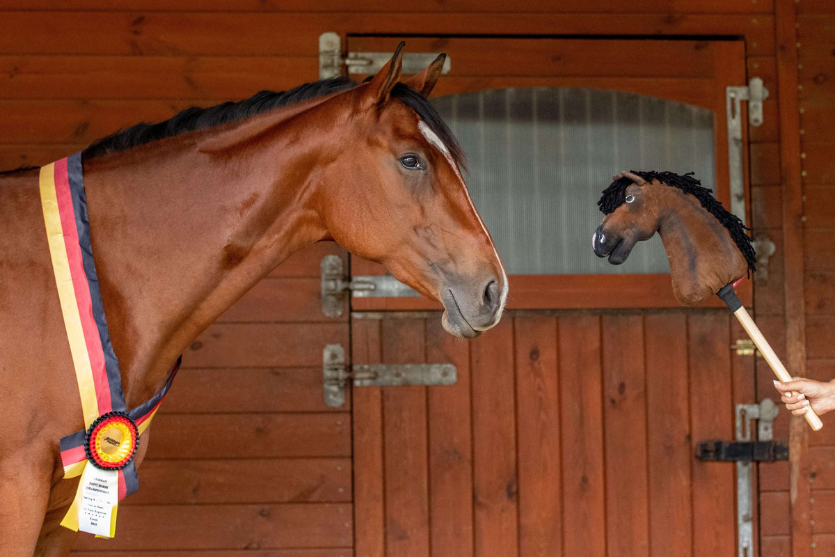 Bay horse with a show sash and rosette at a wooden stable door, its bay Hobby Horse copy with a black mane held up beside it