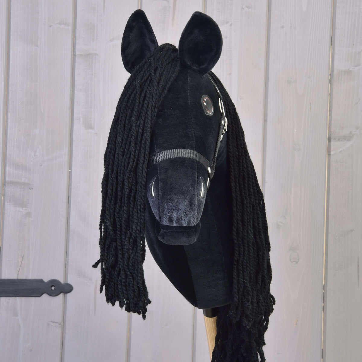 Front view of the black Hobby Horse with a long black forelock, dark muzzle and black halter