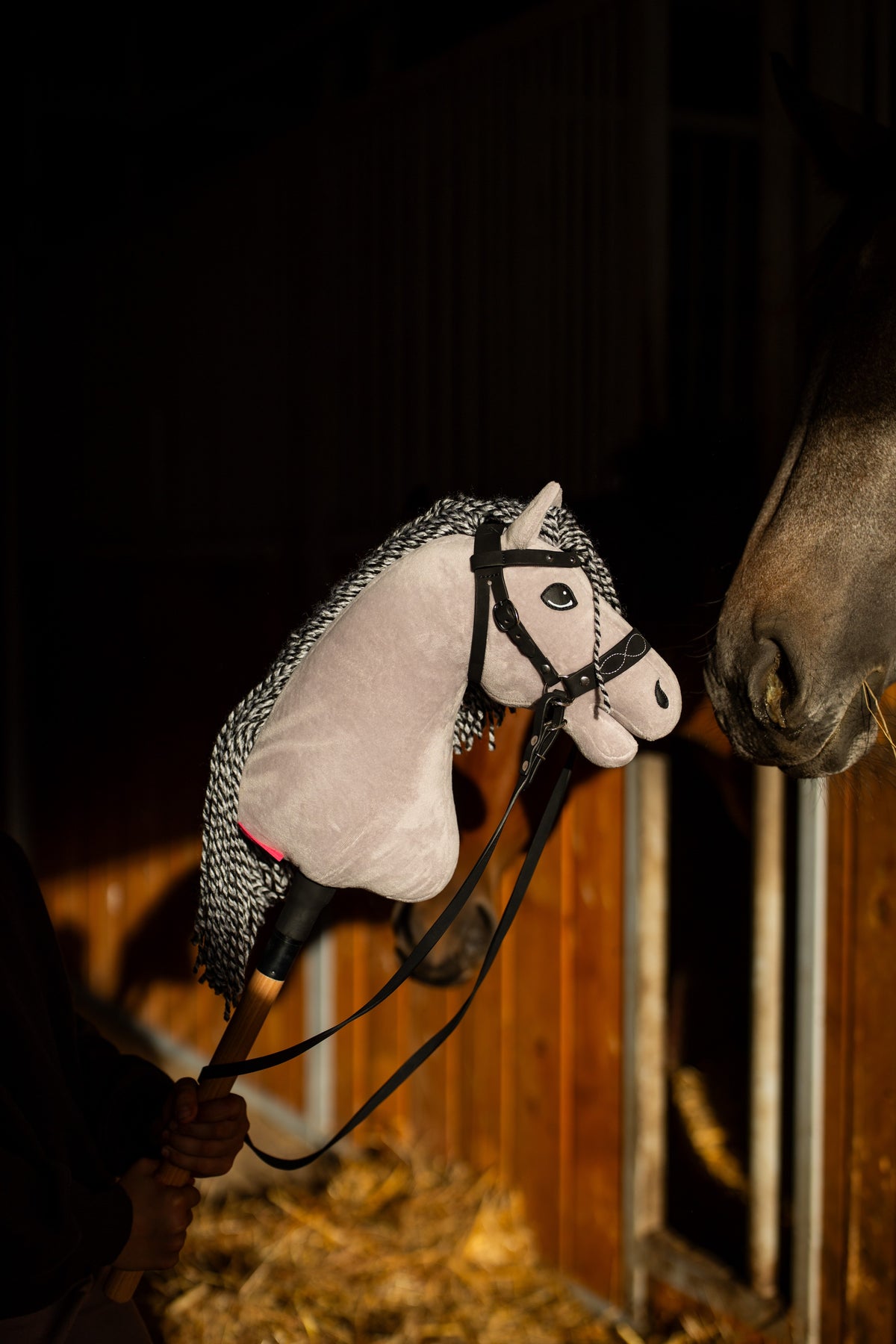 Hobby Horse Caesar en bride noire avec rênes face au nez d’un vrai cheval dans une écurie sombre traversée de soleil
