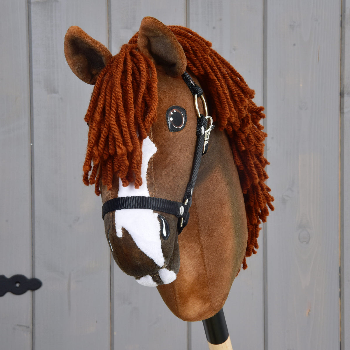 Hobby Horse Cooper avec licol noir de face, liste blanche, menton blanc et toupet cuivré entre les oreilles brunes