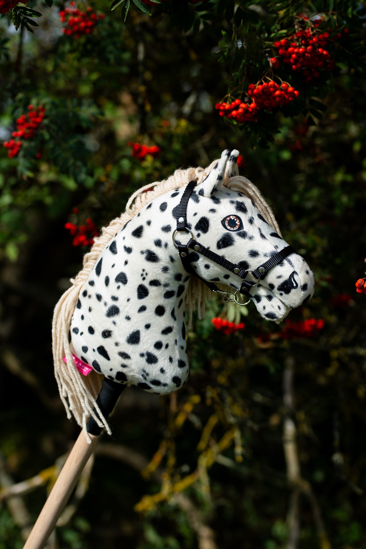 Hobby Horse Lord Valentine dehors, vu de profil, devant un sorbier couvert de baies rouges