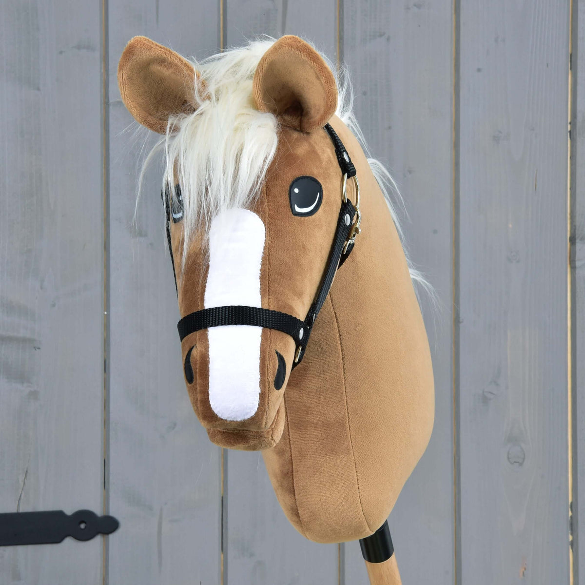 Hobby Horse Star from the front with a white forelock, a white blaze and the black webbing halter
